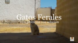 Alumnos Dex | Gatos ferales