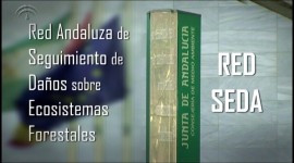  | Red Seda