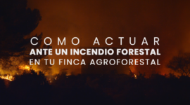 Cilifo | Grabado a Fuego - Cap. 5