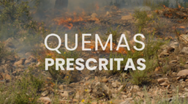 Cilifo | Grabado a Fuego - Cap. 8