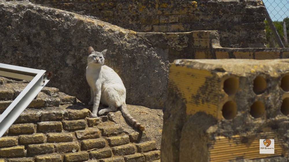 Gatos ferales