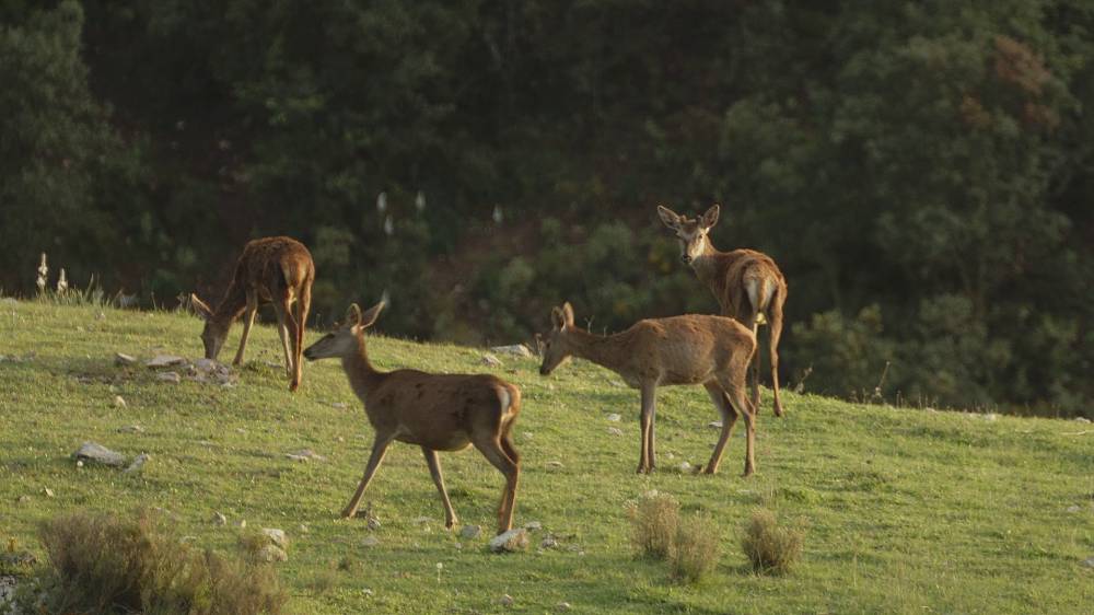 MPN Sierra de las Nieves