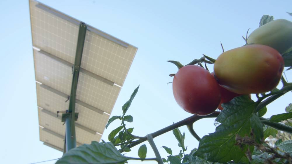 Sistema Agrovoltaico Hortícolas