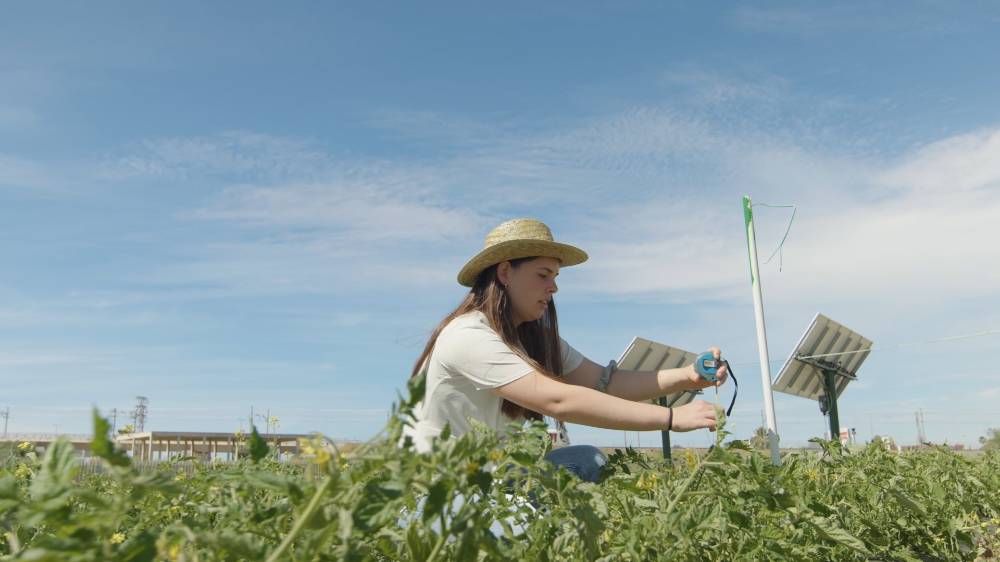 Sistema Agrovoltaico Hortícolas